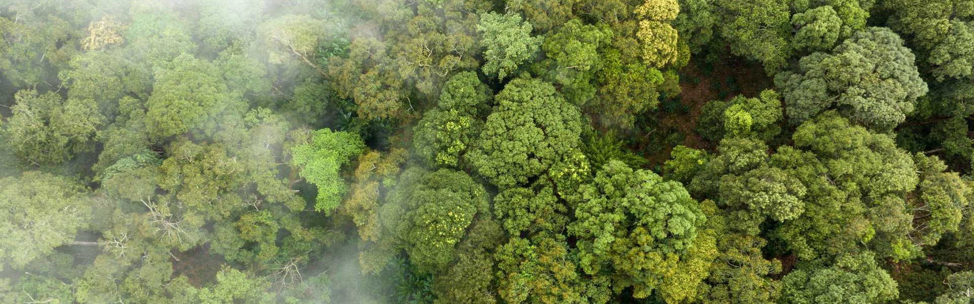 florestas-tropicais-podem-absorver-grandes-quantidades-de-dióxido-de-carbono